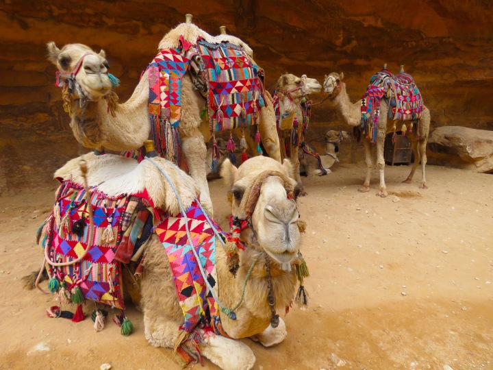 Five camels dressed in geometric patterns wait next to Petra's Treasury - by Anika Mikkelson - Miss Maps - www.MissMaps.com