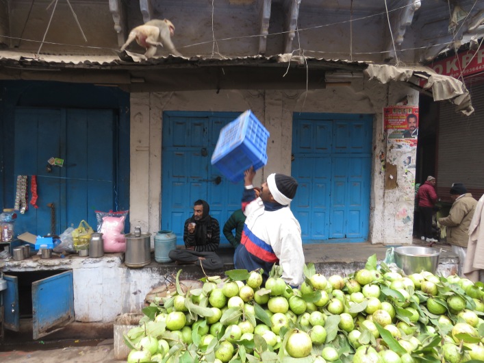 Monkey Business - Varanasi, India