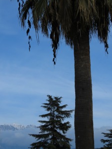 Palms and Pines - Berat Albania - by Anika Mikkelson - Miss Maps - www.MissMaps.com