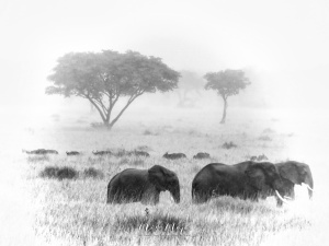 Elephants and Buffalo in Black and White - Queen Elizabeth National Park - Uganda - by Anika Mikkelson - Miss Maps - www.MissMaps.com