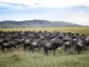 Wildebeest Migration - Serengeti National Park - Tanzania - by Anika Mikkelson - Miss Maps - www.MissMaps.com